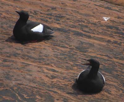 Guillemot  miroir, Old Harry