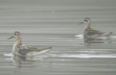 v3/09/406909/3/48172405.phalaropes.jpg
