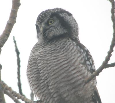 Chouette épervière (Tadoussac, 4/11/05)