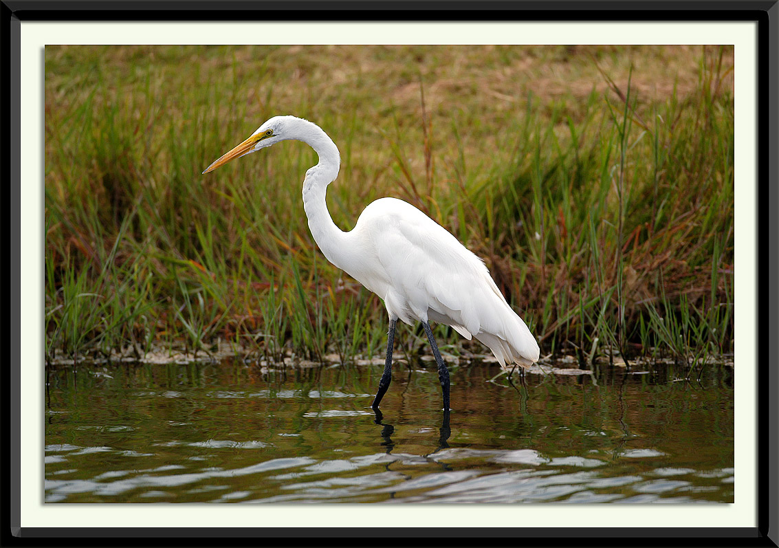 Egret