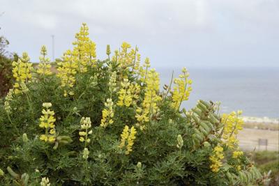 v3/09/424009/3/46537115.11.Yellowlupins.jpg