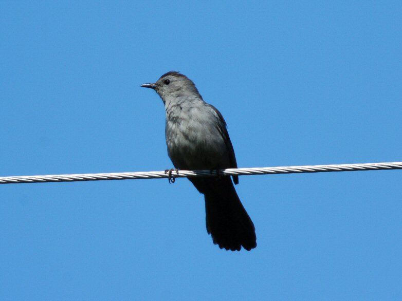 Gray Catbird  0705-6j  Hause Creek