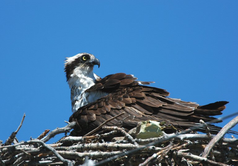Osprey at Nest  0705-4j  Myron Lake