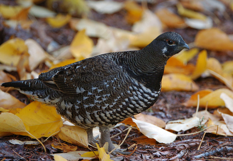 Spruce Grouse  1005-11j  Whites Ridge