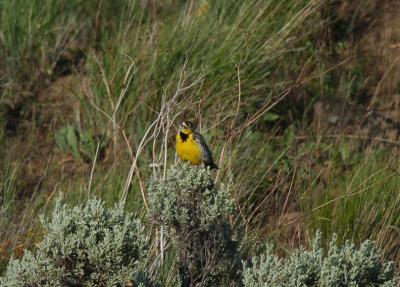 Western Meadowlark  0605-2j  Mud Lake Road