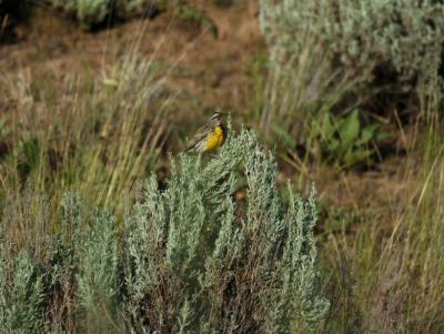 Western Meadowlark  0605-3j  Mud Lake Road