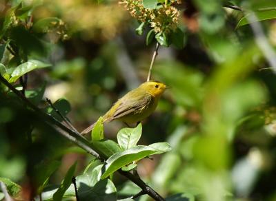 Wilson's Warbler Female 0604-1j  Mud Lake Road