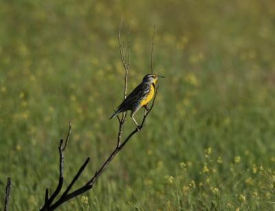 Western Meadowlark  0605-1j  Mud Lake Road