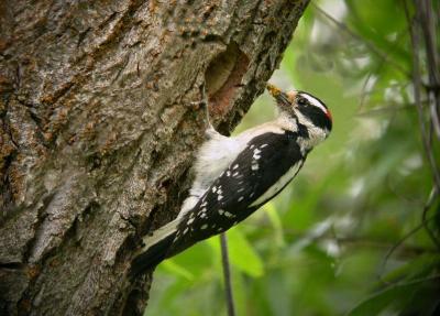 Downy Woodpecker 0604-1j  Hardy Canyon