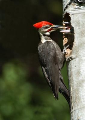 Pileated Woodpecker  0605-1j  Middle Fork Ahtanum