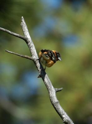 Black Headed Grosbeak 0605-3j  Mud Lake Road