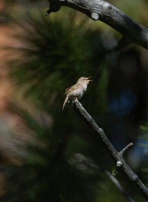 House Wren 0605-1j  Middle Fork Ahtanum