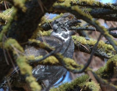 Blue Grouse 0605-2j  Mud Lake Road