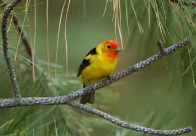 Western Tanager 0605-5j  Umtanum Road