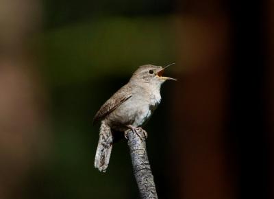 House Wren 0605-4j  Middle Fork Ahtanum