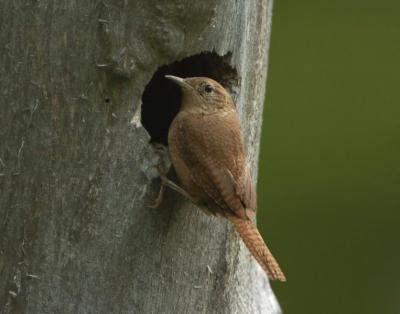 House Wren at Nest  0605-5j  Middle Fork Ahtanum