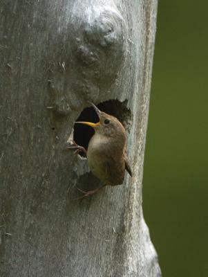 House Wren Singing at Nest 0605-6j  Middle Fork Ahtanum