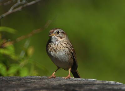 Lincoln's Sparrow 0605-1j Middle fork Ahtanum