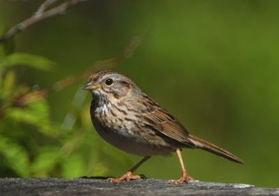 Lincoln's Sparrow 0605-2j Middle Fork Ahtanum