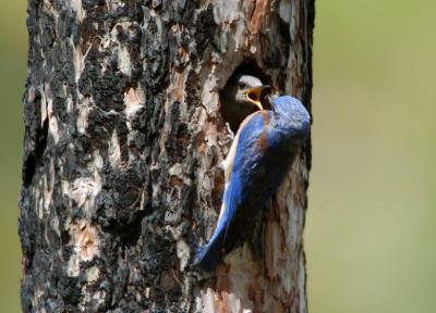 v3/09/426209/3/45190677.WesternBluebirdPairatNest06051j.jpg