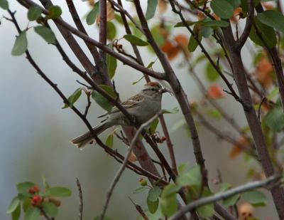 Chipping Sparrow 0605-1j  Mud Lake Road