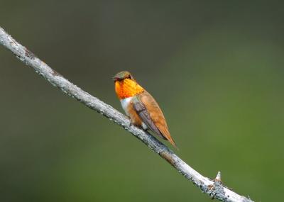 Rufous Male  0705-1j  Hause Creek