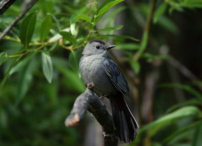 Gray Catbird  0705-2j  Hause Creek