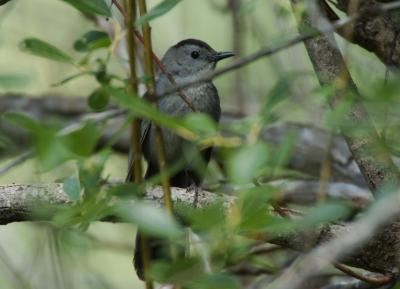 Catbird Hiding  0705-4j  Hause Creek