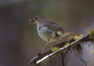 Hermit Thrush 0705-2j  Timberwolf Mtn.