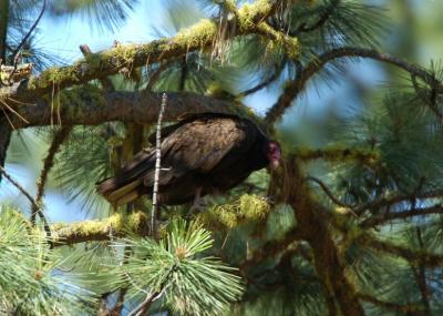 Turkey Vulture  0705-2j  Bethel Ridge Road