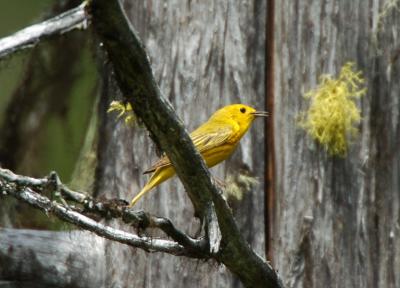 Yellow Warbler 0605-1j  Clear Creek
