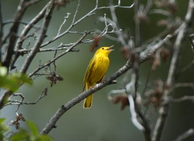 Yellow Warbler 0605-3j  Tieton Pond