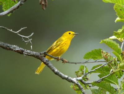 Yellow Warbler 0605-4j  Tieton Pond
