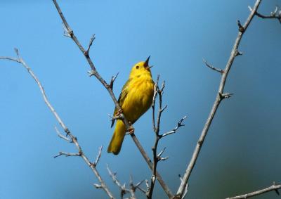 Yellow Warbler 0705-3j  Hause Creek