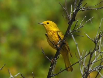 Yellow Warbler 0705-4j  Tieton Pond