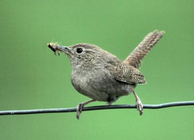 House Wren 0604-1j  Wenas