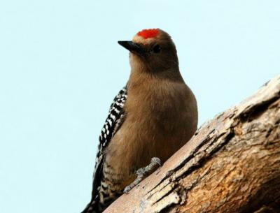 Gila Woodpecker  0205-5j  Tucson
