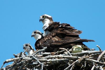 Osprey with Juveniles  0705-7j  Myron Lake