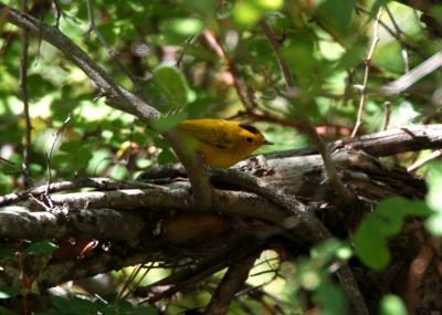 Wilson's Warbler 0705-1j  Spencer Creek