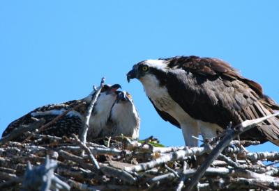 Osprey Feeding Time  0705-11j  Myron Lake