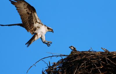 Osprey Male Landing  0805-1j  Myron Lake