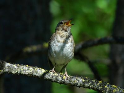 Swainsons Thrush  0705-6j  Tieton Meadow