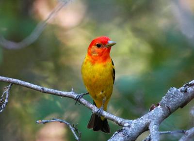 Western Tanager 0705-5j  Tieton Meadow