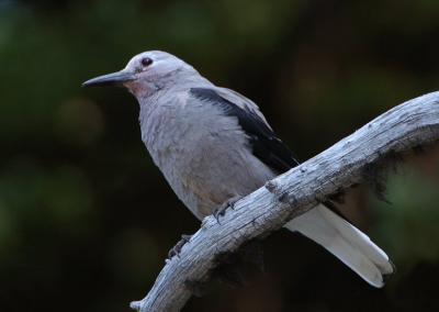 Clarks Nutcracker  0805-2j  Shadow Lake