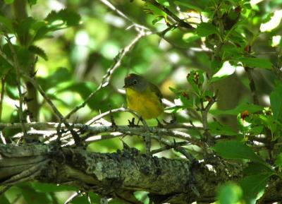 Nashville Warbler 0705-1j  Spencer Creek