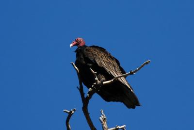 Turkey Vulture 0805-2j  Hause Creek