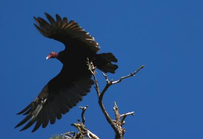 Turkey Vulture 0805-3j  Hause Creek