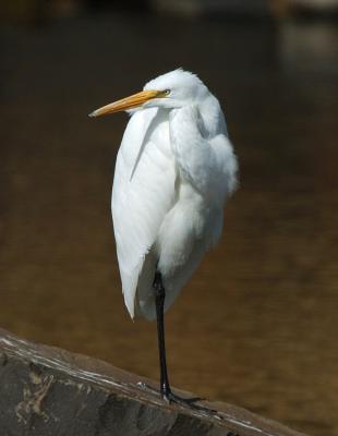 Great Egret  1005-13j  Mill Creek