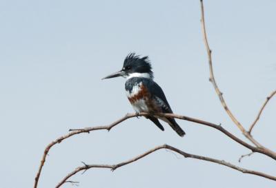 Kingfisher Female  1005-3j  Mill Creek