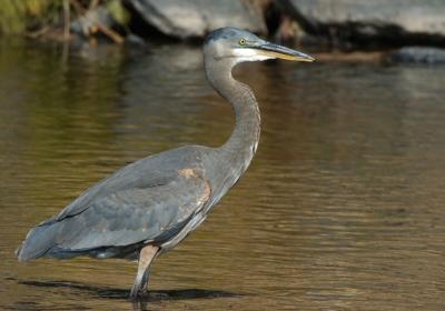 Blue Heron 1005-5j  Mill Creek